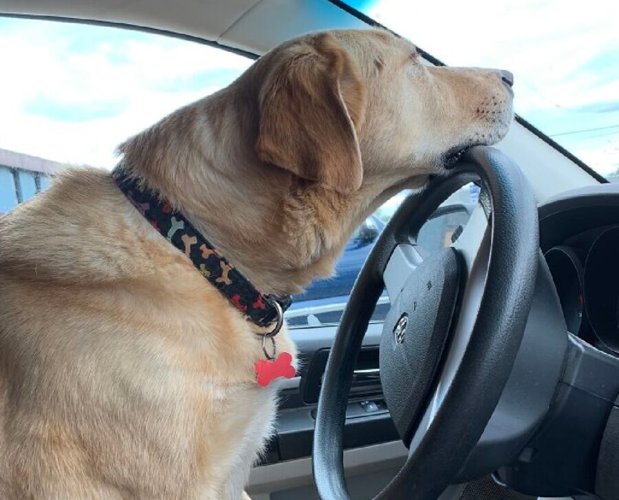 cane appoggia testa volante