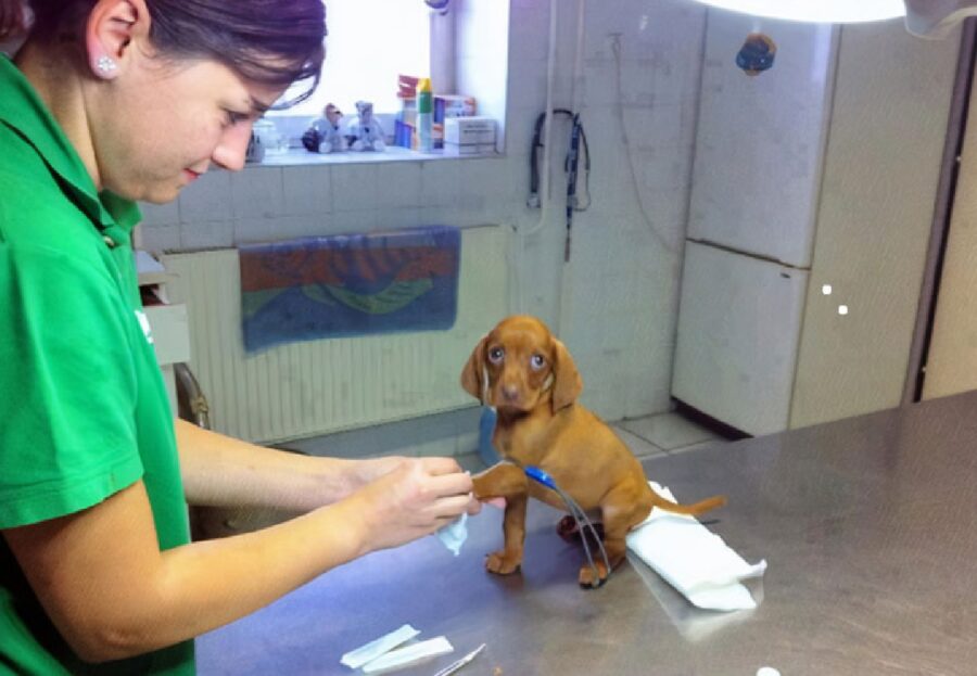 cucciolo da zampa veterinario