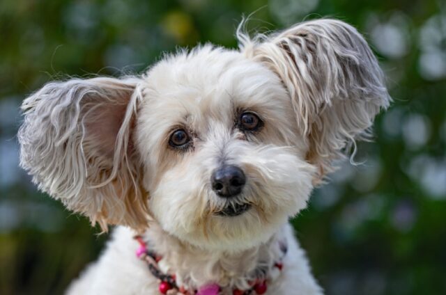 8 foto che ci fanno capire quanto sia magnifico lavorare in clinica con dei cani tutti i giorni