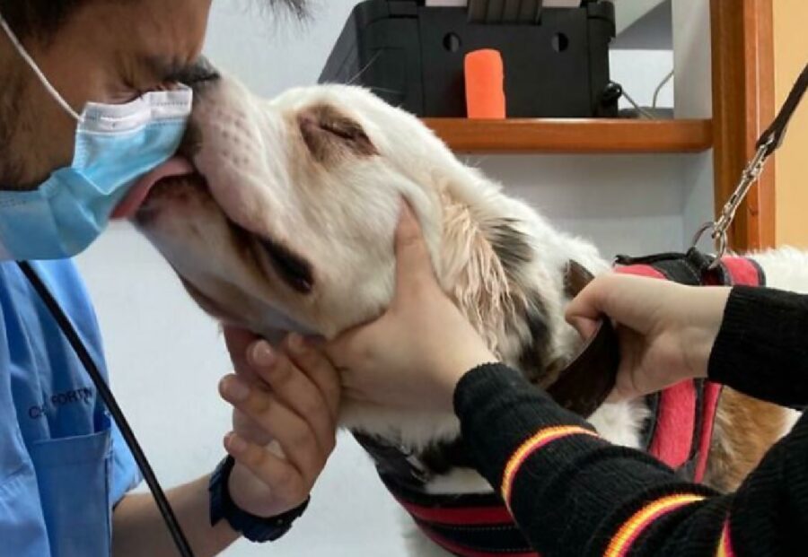 cane ringraziamento speciale bacio