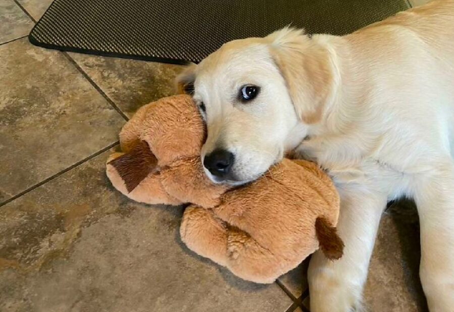 cane labrador con pupazzo