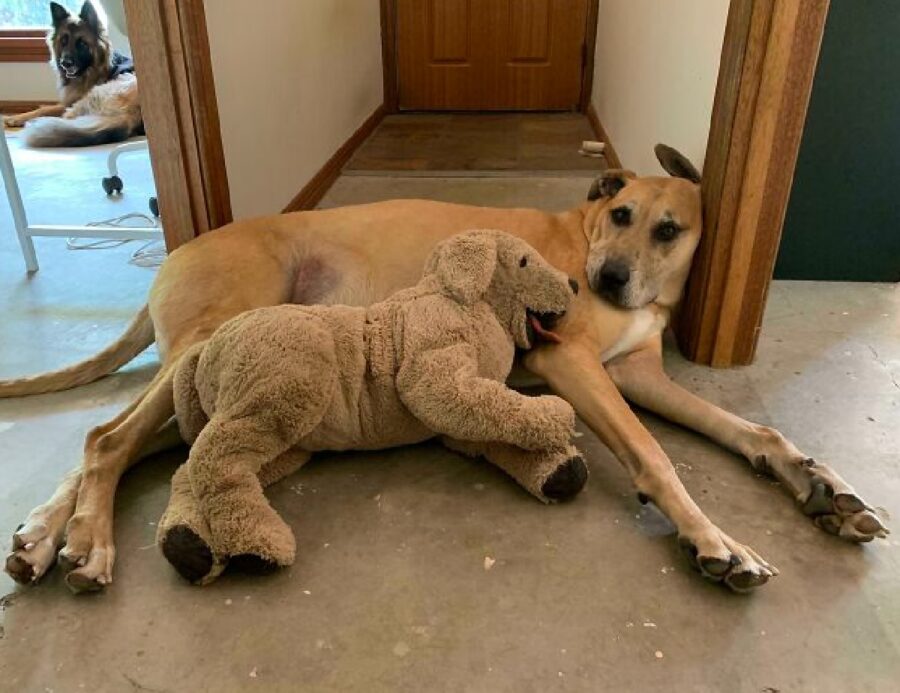 cane con altro cucciolo pupazzo