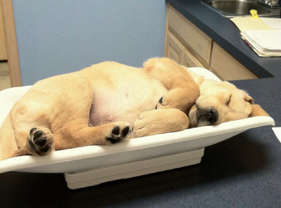 cagnolino dolce dorme vaschetta