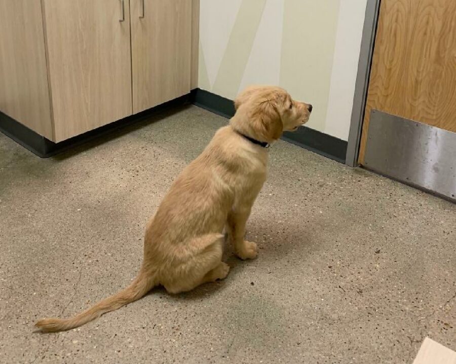 cane aspetta amica dietro porta