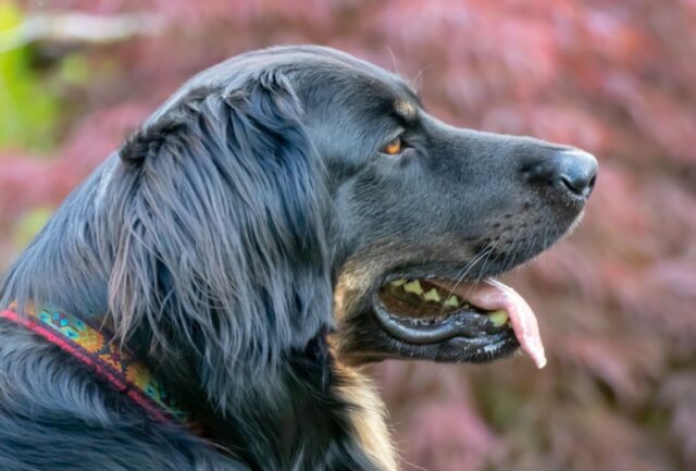 8 foto che dimostrano come fare il veterinario sia la cosa più bella del mondo