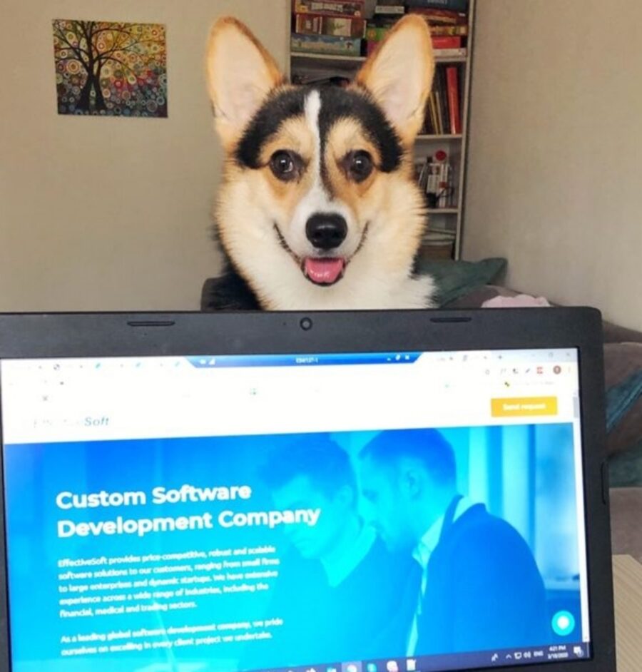 cane corgi computer