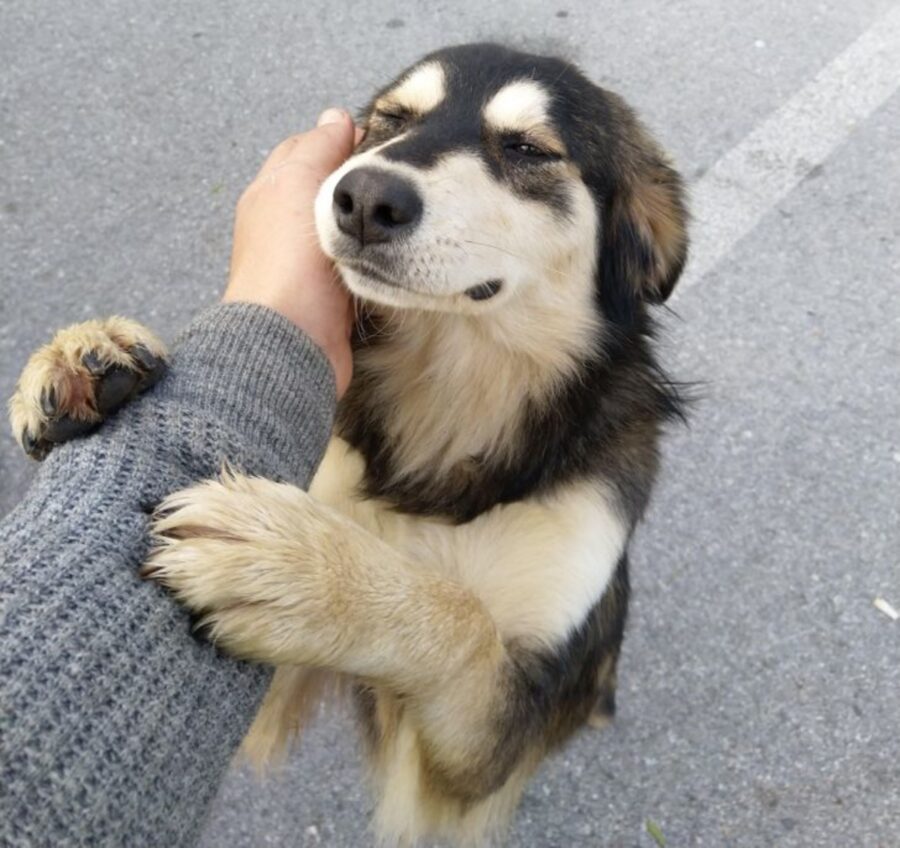 cane mano coccole