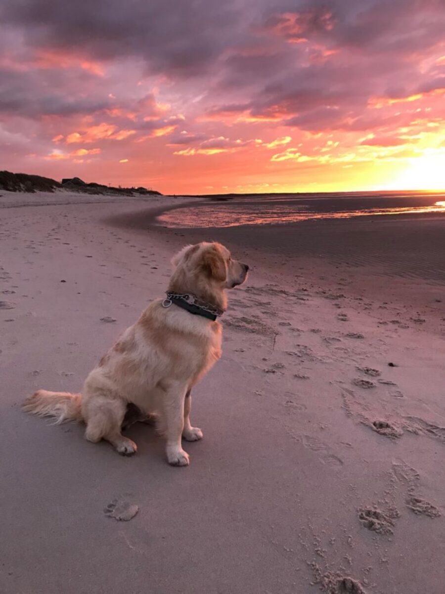 cane mare tramonto