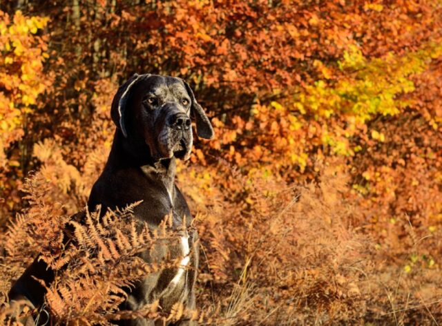 8 foto di cani Alano che non si rendono conto delle loro esagerate dimensioni