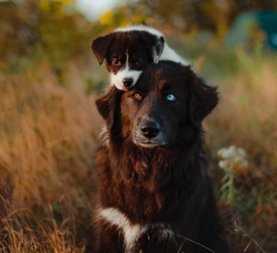 dolci cani coppia