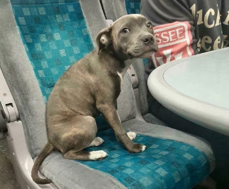 cagnolino pitbull primo viaggio