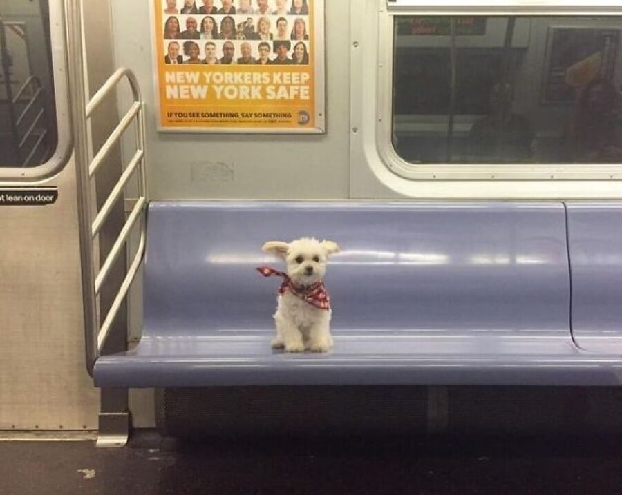 cagnolino seduto sulla metro