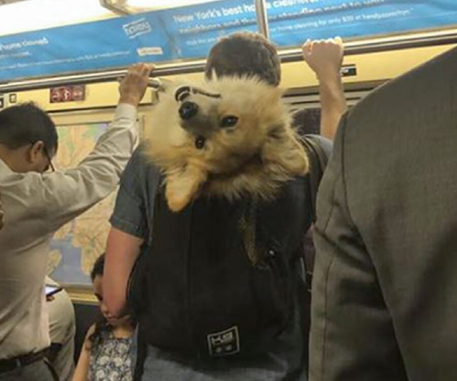 cane insieme proprietario su metro