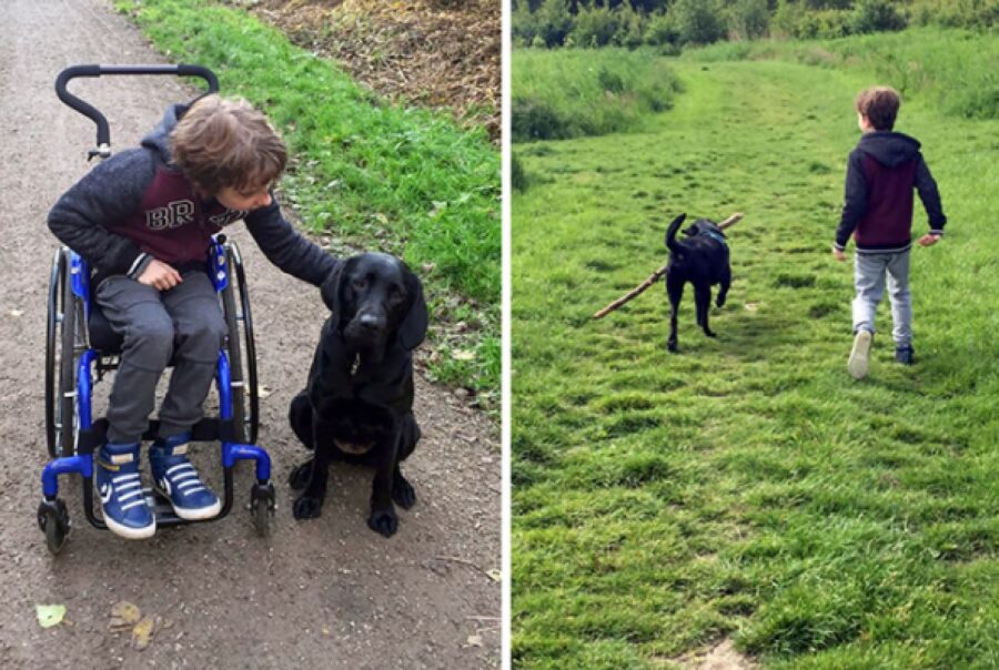 cane insieme fratello sedia a rotelle