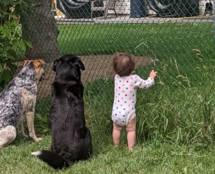 coppia cani bambina giardino