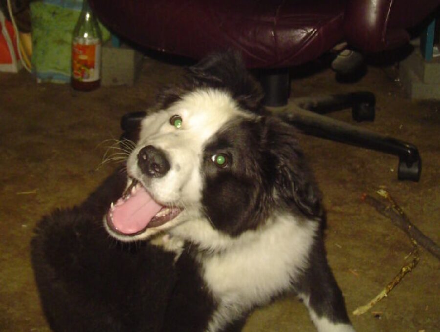 cane bianco e nero si gratta