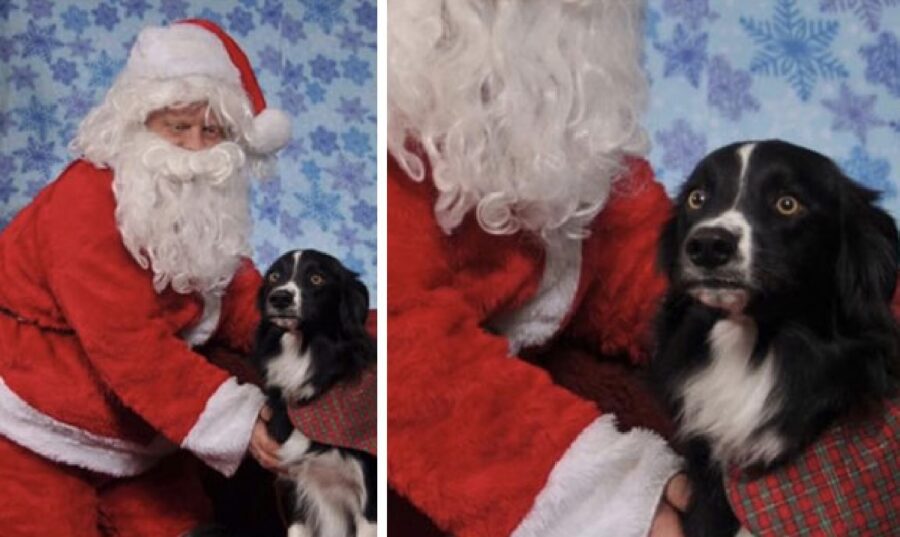 babbo natale migliore amico cane