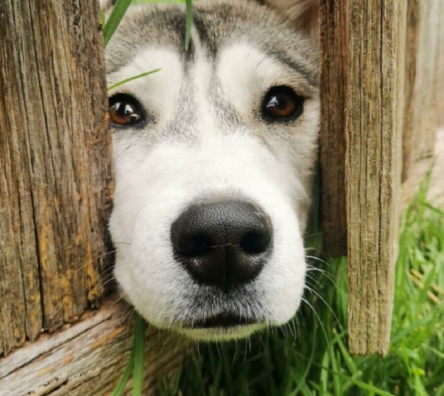 cane sfrutta fessura recinzione 
