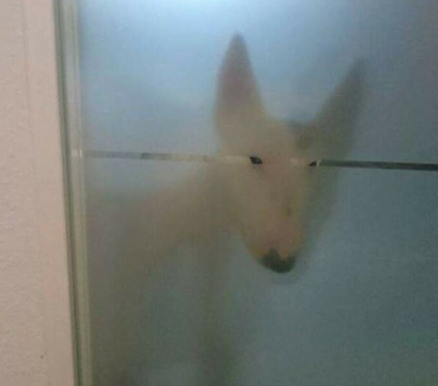 cane dietro porta vetro