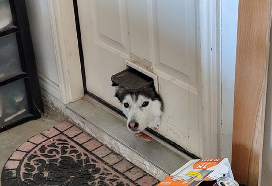 cane husky portina per animali