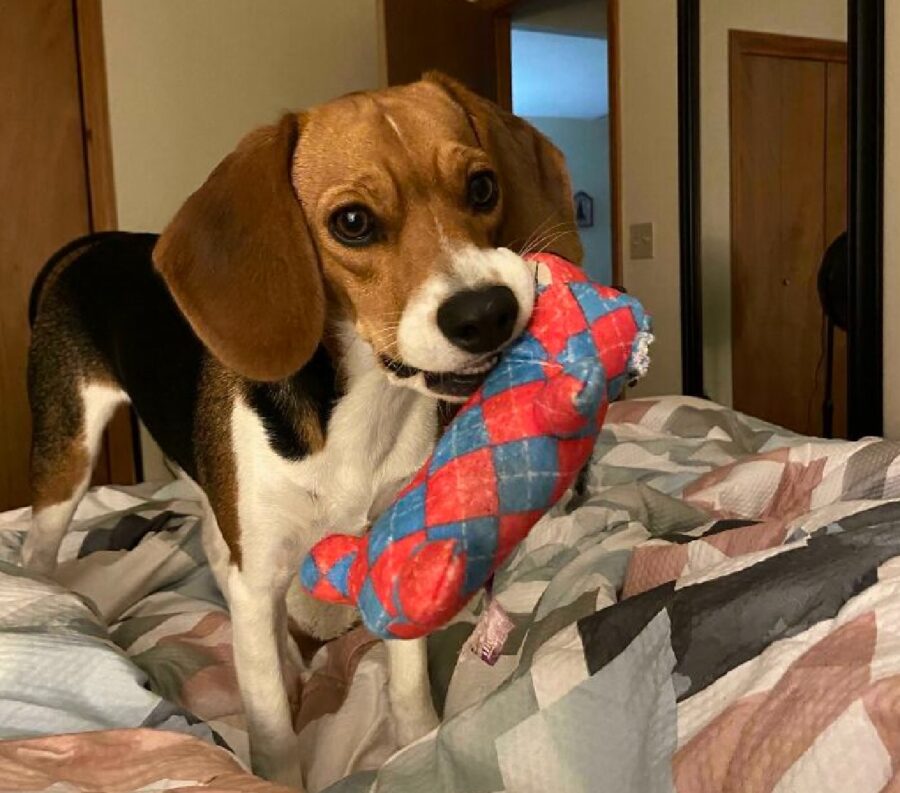 cane beagle con pupazzo blu rosso