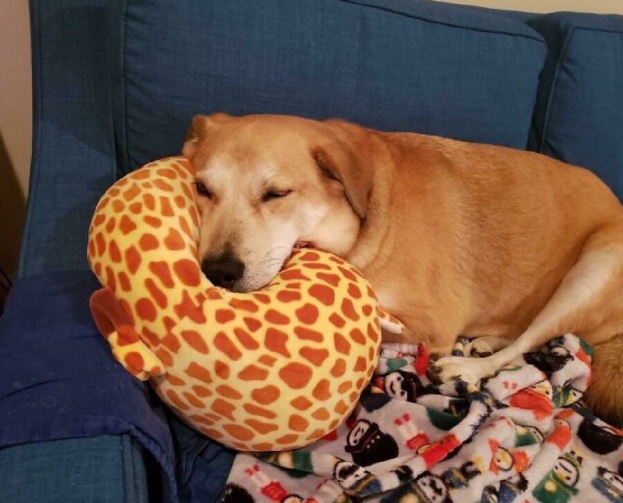 cane con cuscino giraffa