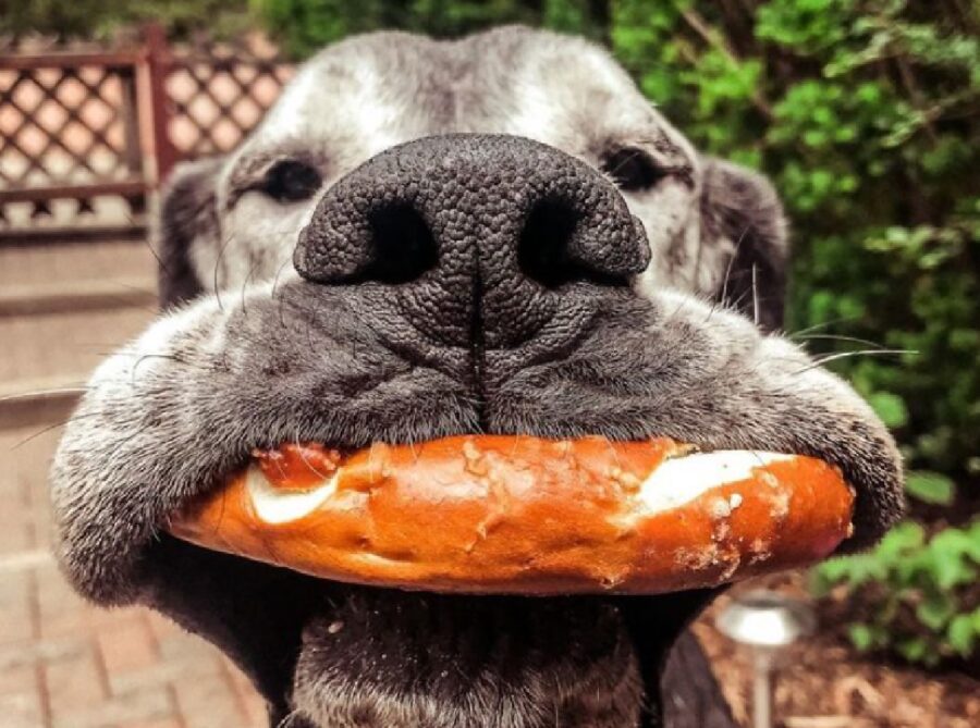 cane con pezzo di pane in bocca