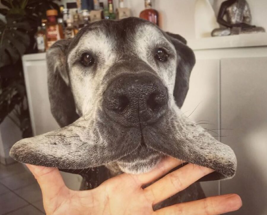 cagnolino dita sotto guance