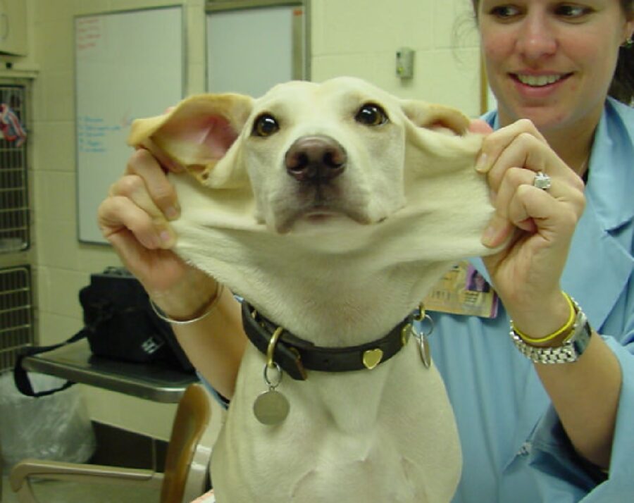 cane collo allungabile veterinaria