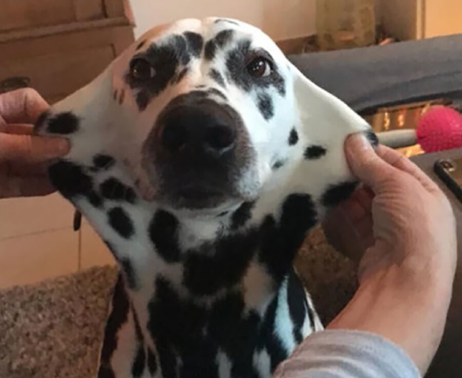 cane dalmata bianco e nero