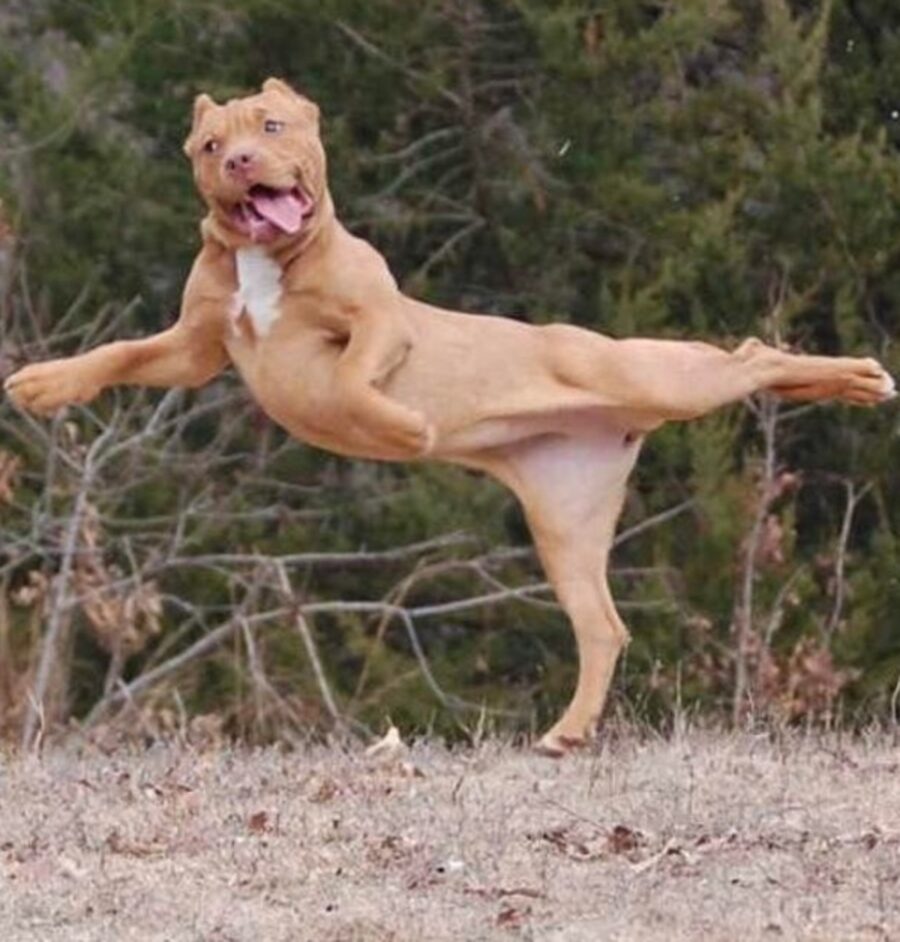 cane salto accrobatico