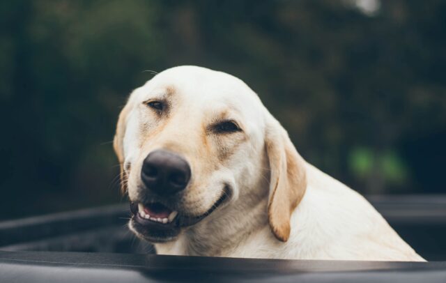 8 foto di cani che fanno tutto ciò che gli passa per la testa