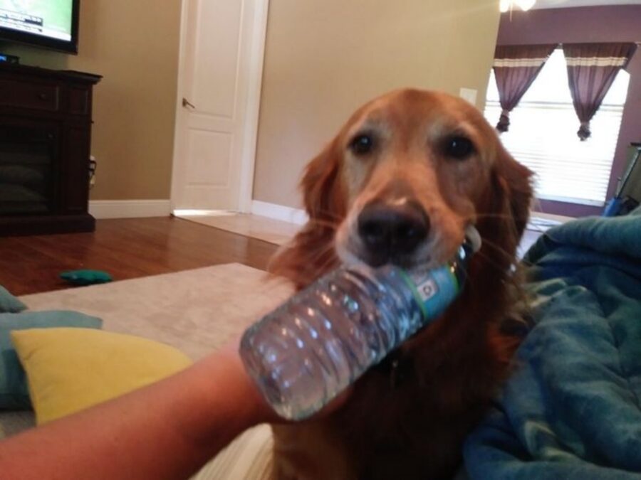 cane bottiglia acqua