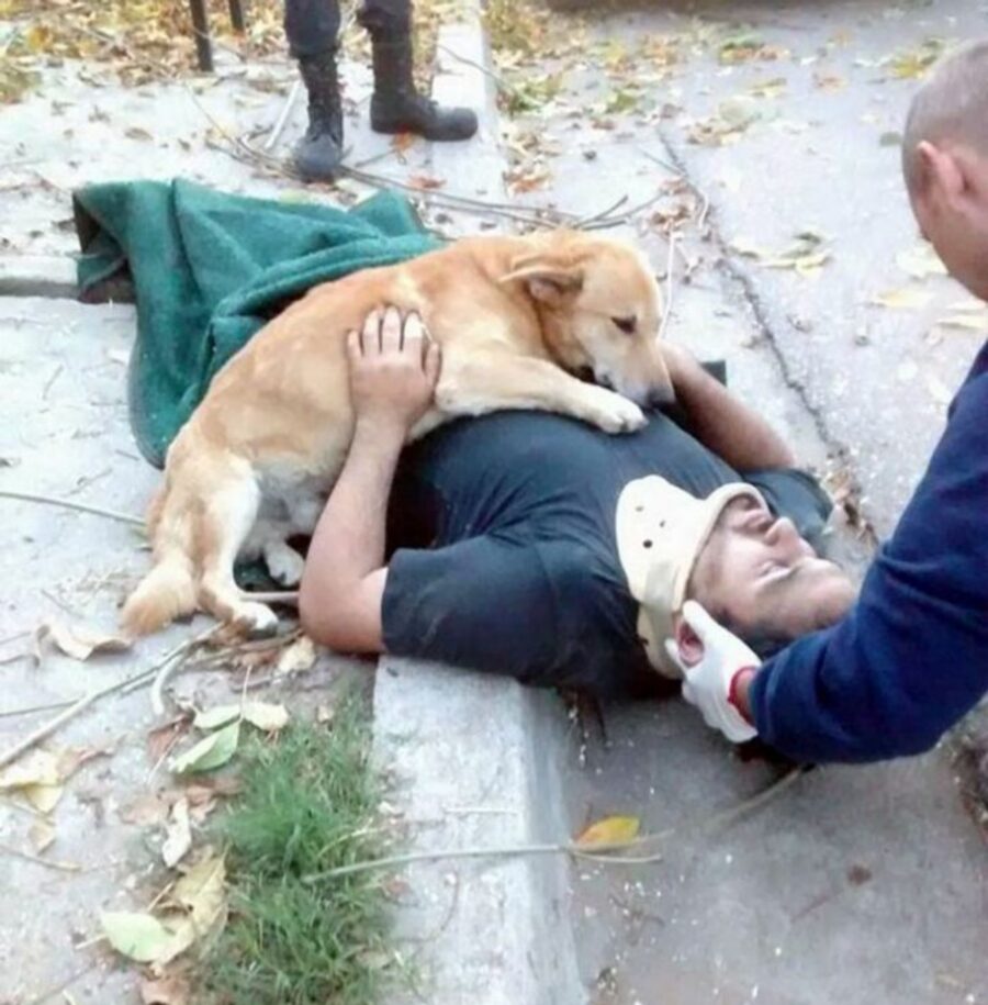 cane papà collare