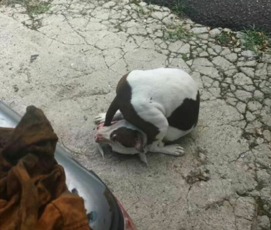 cane cerca la sua coda