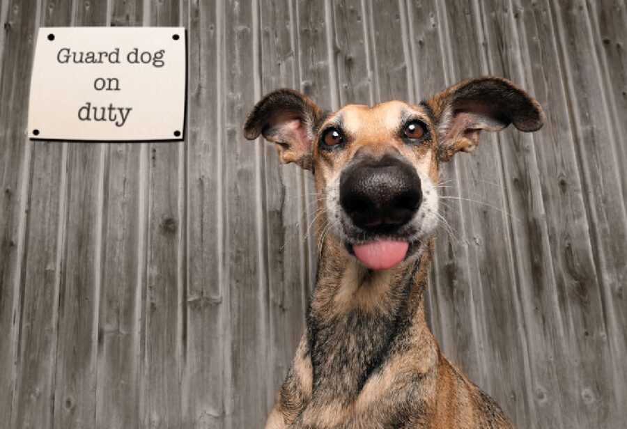 cane collo lungo lingua fuori