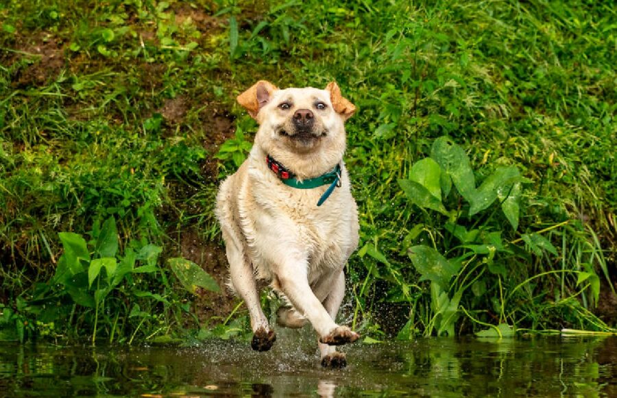 cane sta per toccare acqua