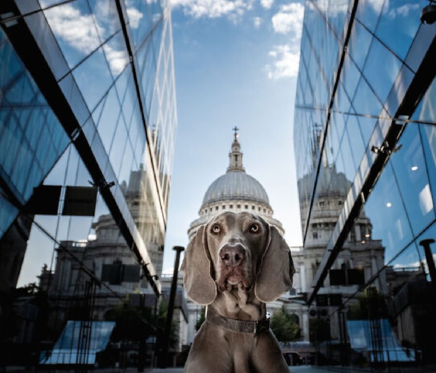 cane fra due palazzi grandi