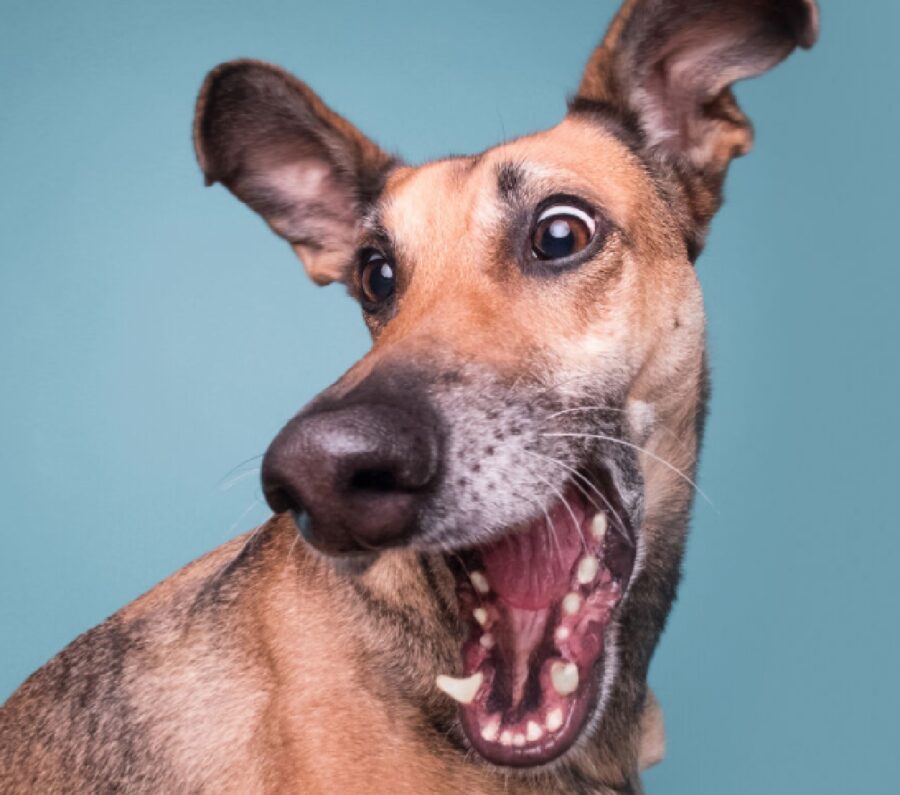 cucciolo di cane apre bocca