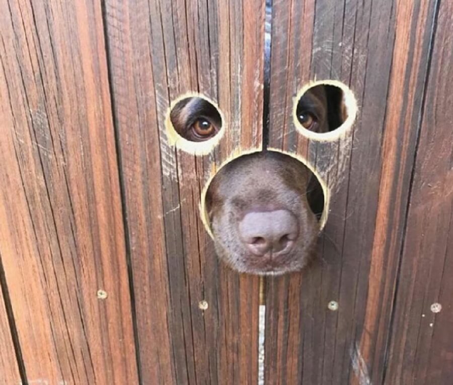 cane buchi sulla recinzione