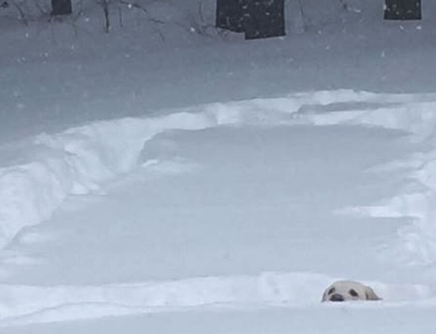 cane guarda dalla neve