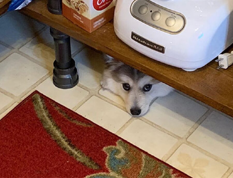 cane sotto tavolino spia