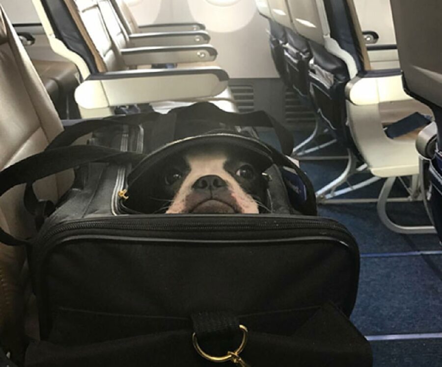 cane borsa nell'aereo