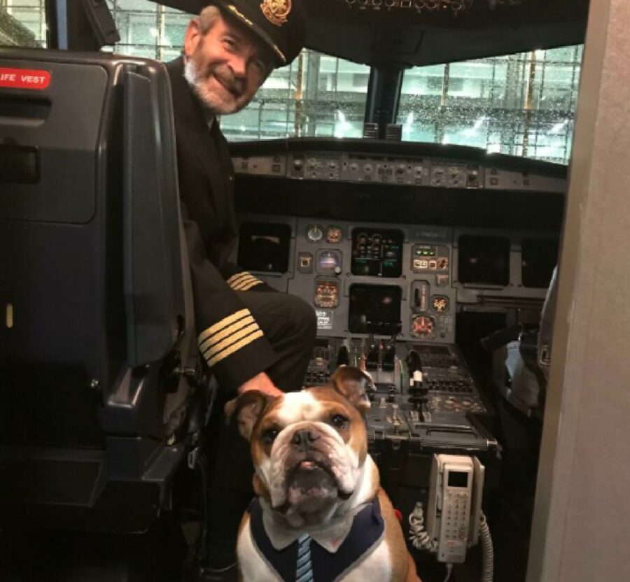 cagnolino bulldog su aereo