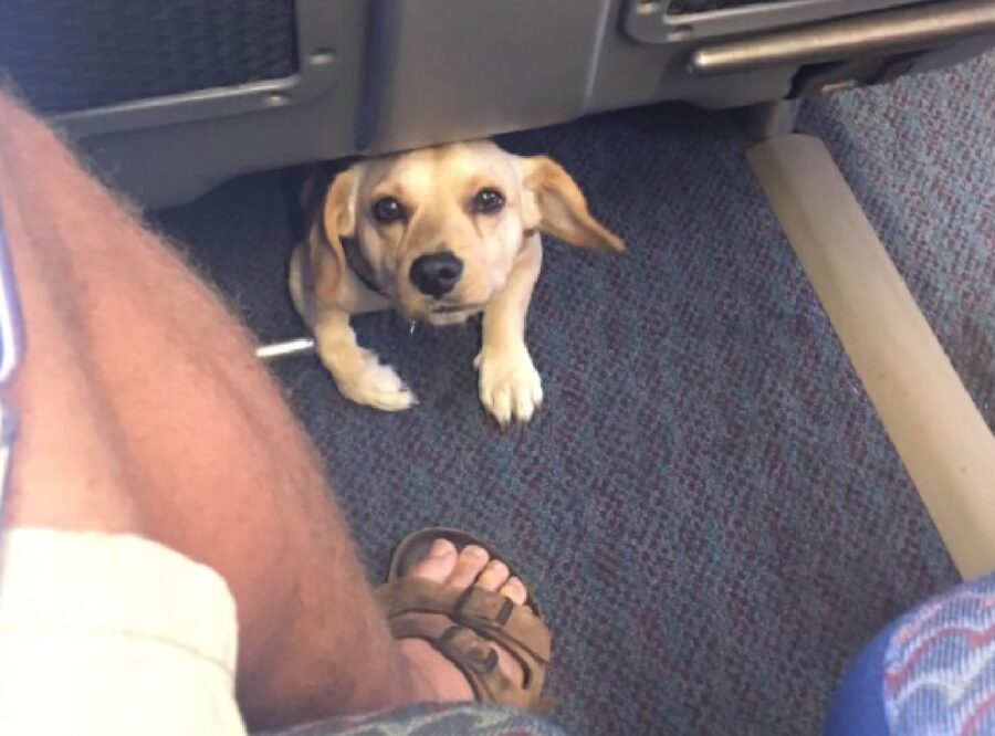 cagnolino sotto sedili treno