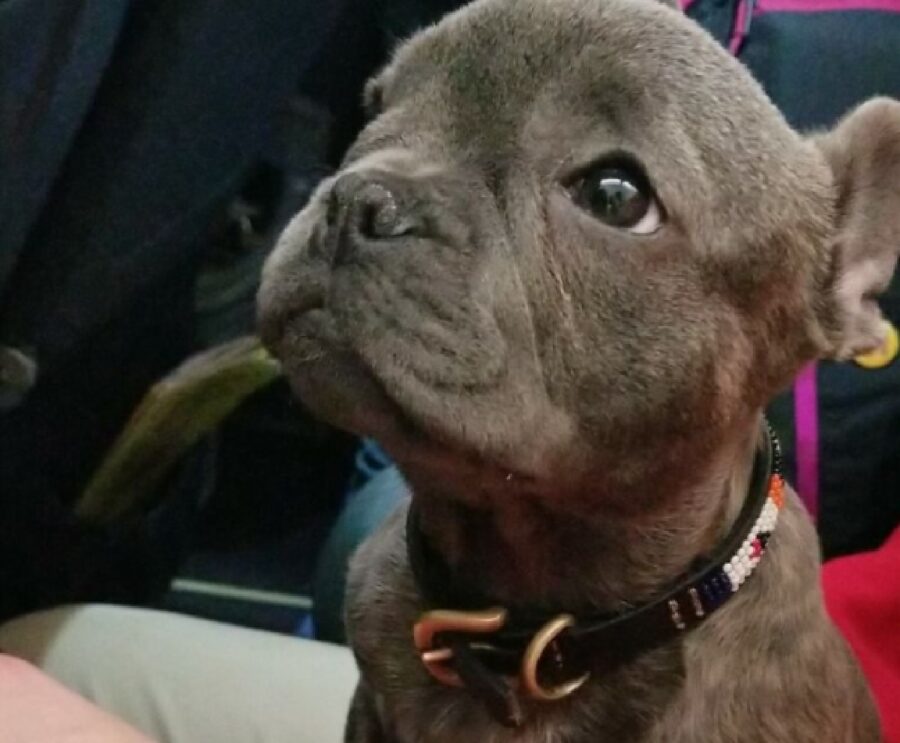 cucciolo di pitbull espressione