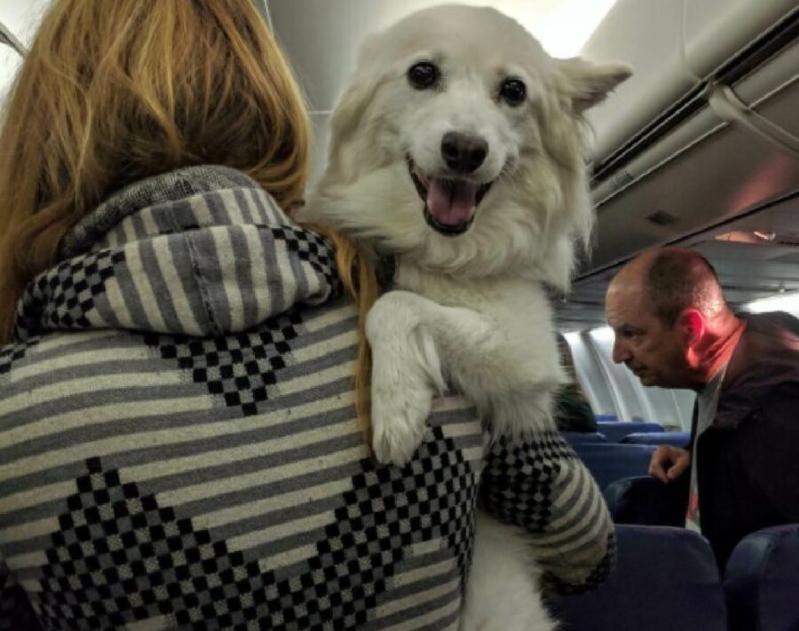 cane bianco in braccio mamma