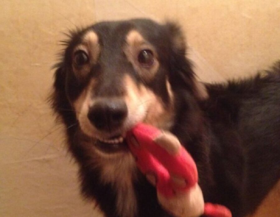 cane con giocattolo fra denti