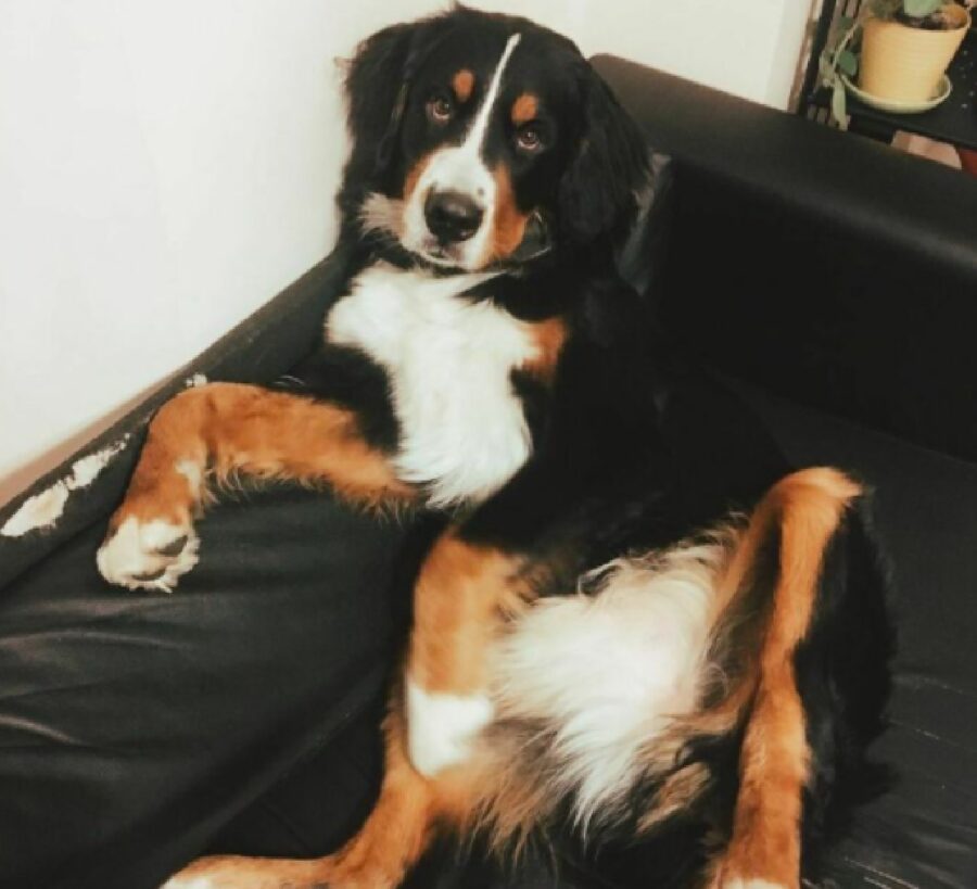 cane bovaro del bernese disteso