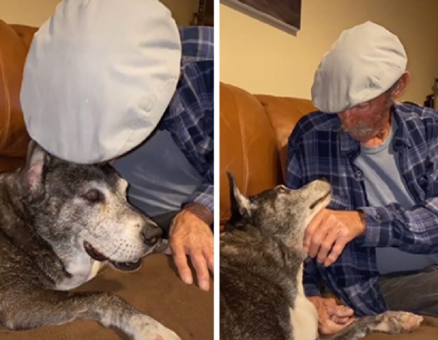 cane anziano amore forte